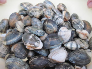 vongole